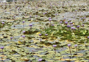 วันที่ 4 กุมภาพันธ์ 2569 ทุ่งดอกบัวม่วง แหล่งท่องเที่ยวอีกหนึ่งแห่งในเขตตำบลโพนงาม อยู่ในเขตพื้นที่ตำบลโพนงาม อำเภอบุณฑริก  มีทุ่งดอกบัวสีม่วง สวยงามตาแก่ผู้ที่ได้พบเห็น อยู่บริเวณริมเขื่อนบ้านหนองแสง-เจริญพัฒนา ไปทางช่องตาอูเลี้ยวซ้าย