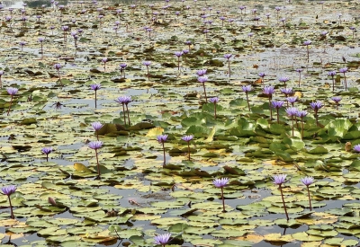 วันที่ 4 กุมภาพันธ์ 2569 ทุ่งดอกบัวม่วง แหล่งท่องเที่ยวอีกหนึ่งแห่งในเขตตำบลโพนงาม อยู่ในเขตพื้นที่ตำบลโพนงาม อำเภอบุณฑริก  มีทุ่งดอกบัวสีม่วง สวยงามตาแก่ผู้ที่ได้พบเห็น อยู่บริเวณริมเขื่อนบ้านหนองแสง-เจริญพัฒนา ไปทางช่องตาอูเลี้ยวซ้าย